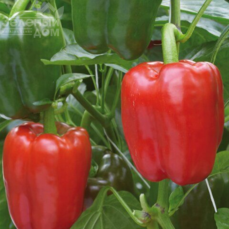 Драгоні F1 / Dragoni F1 фото 1