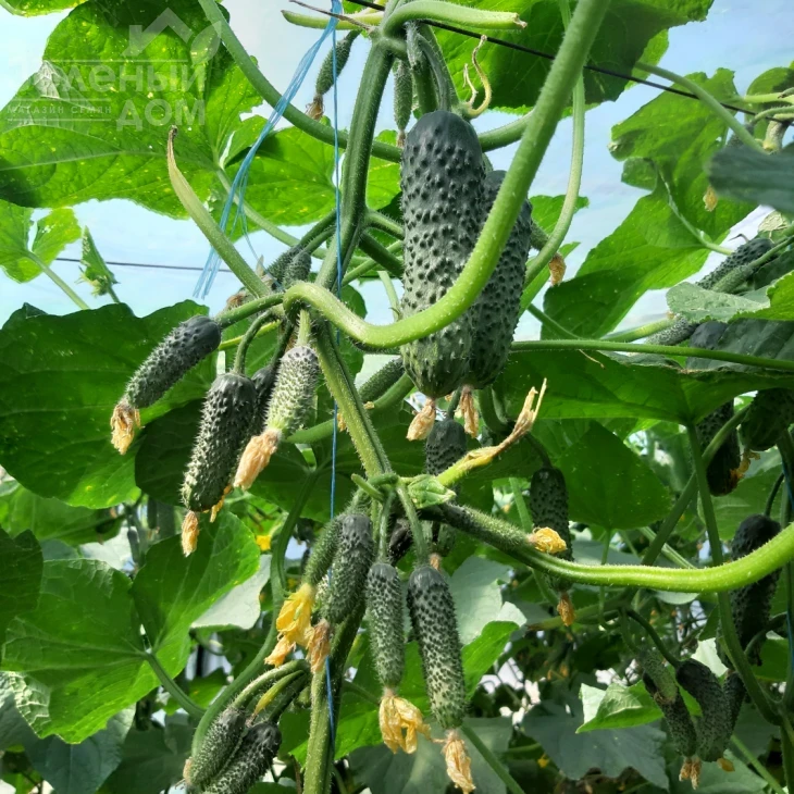 Коломбо F1 (ГБ 08) / Colombo F1 (GВ 08), 35-45 дней фото 3