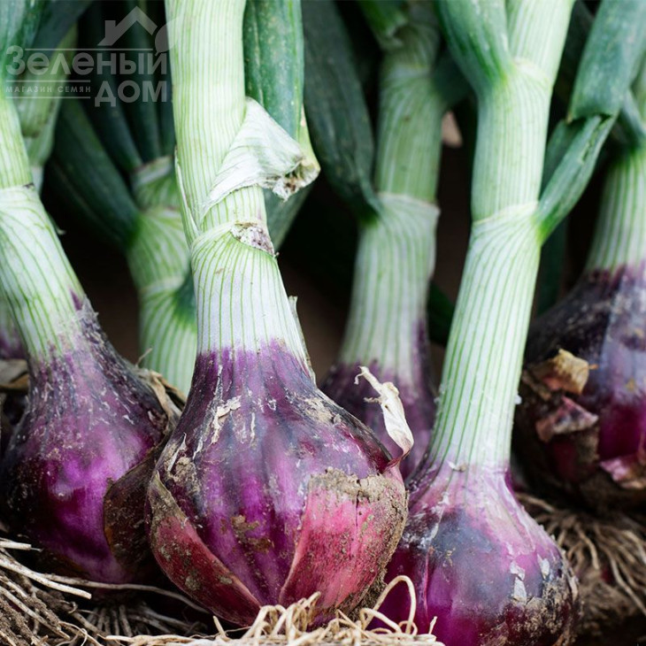 Дівіна Стар F1 / Divina Star F1 фото 2