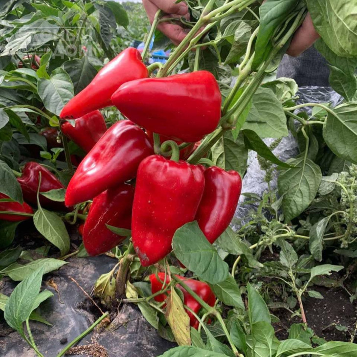 Ред Феррарі F1 / Red Ferrari F1 фото 3