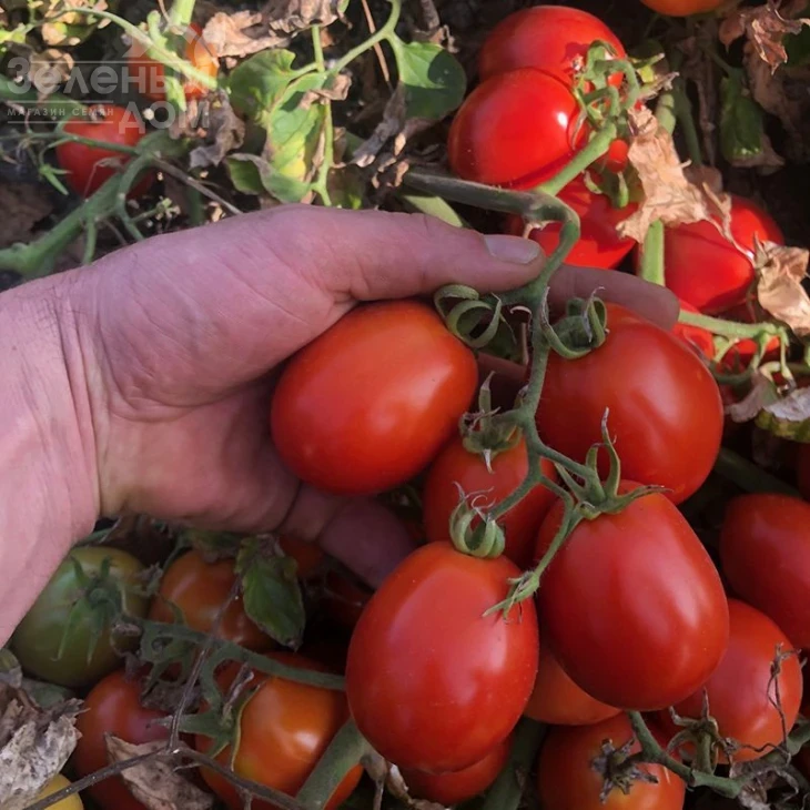 5108 F1 / 5108 F1,95-100 дней фото 3