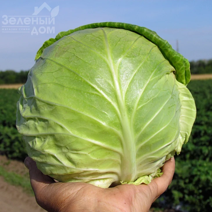 Аванте F1 / Avante F1,75-80 дней фото 2