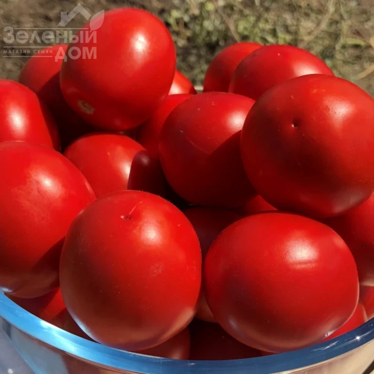 Энотрио F1 / Enotrio F1  фото 3