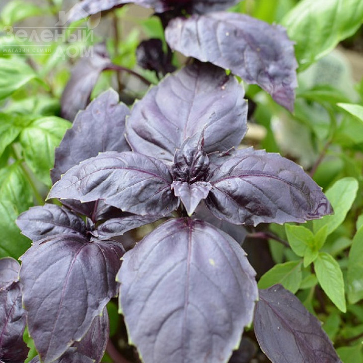 Ред Рубін / Red Rubin фото 1