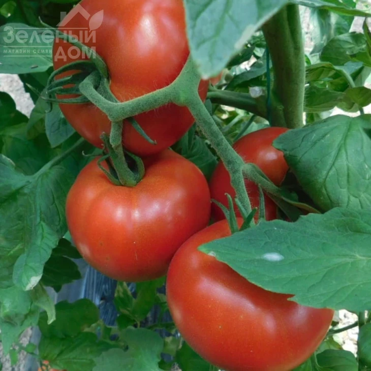 Аудаз F1 / Audaz F1 фото 1