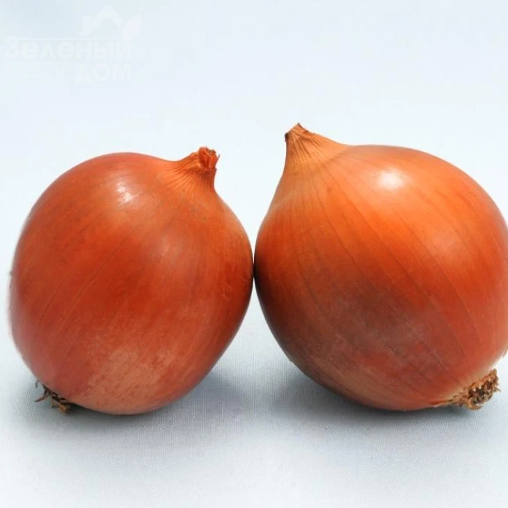 Сталкер F1 / Stalker F1 (Стандарт) фото 1