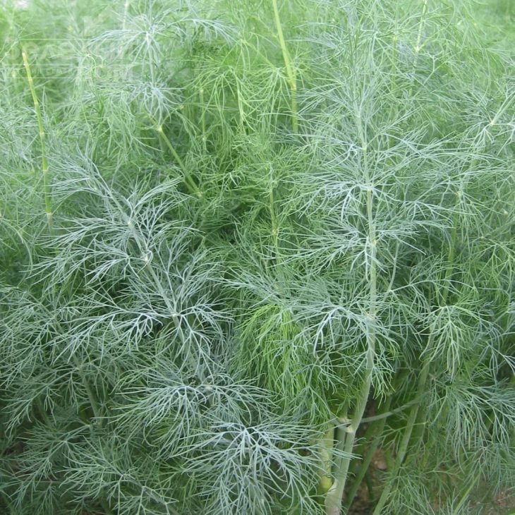 Голдкрон / Goldkrone фото 1