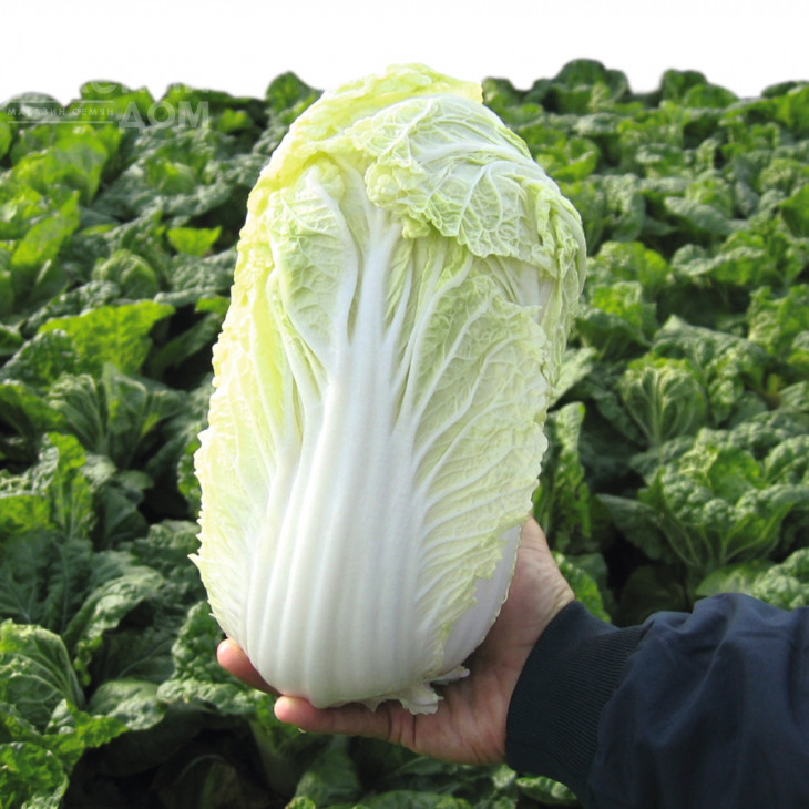 Маноко F1 / Manoko F1,45-48 днів фото 2