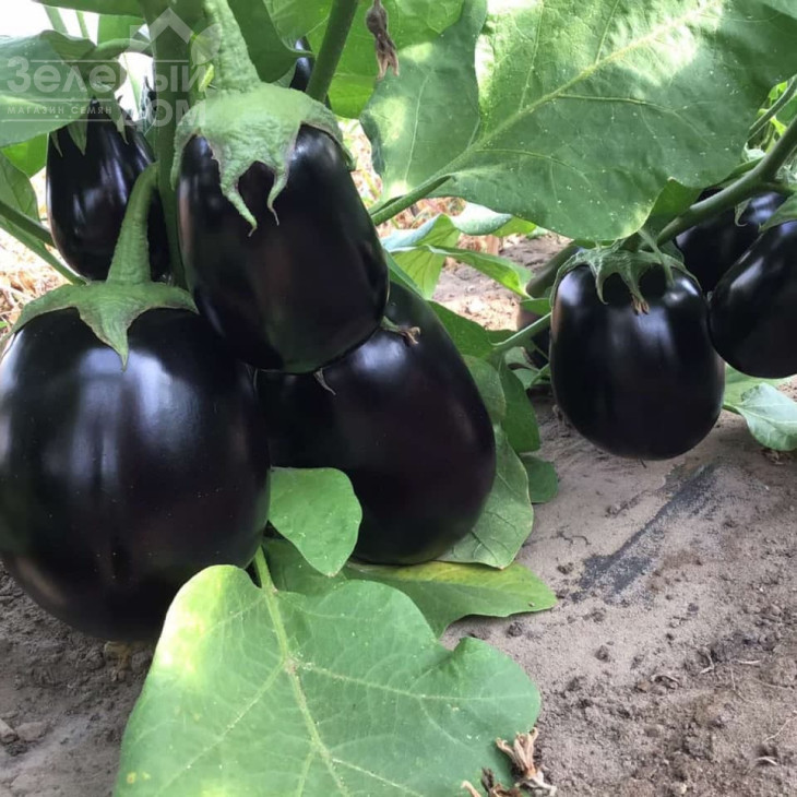 Рафаела F1 / Rafaela F1, 65 днів фото 1