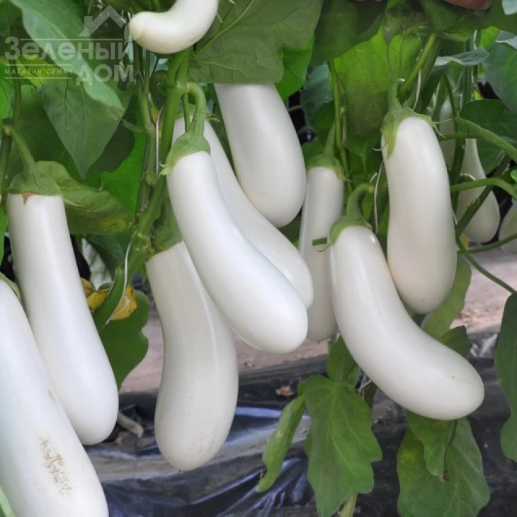 Аретуза F1 / Aretussa F1,100-110 дней фото 1