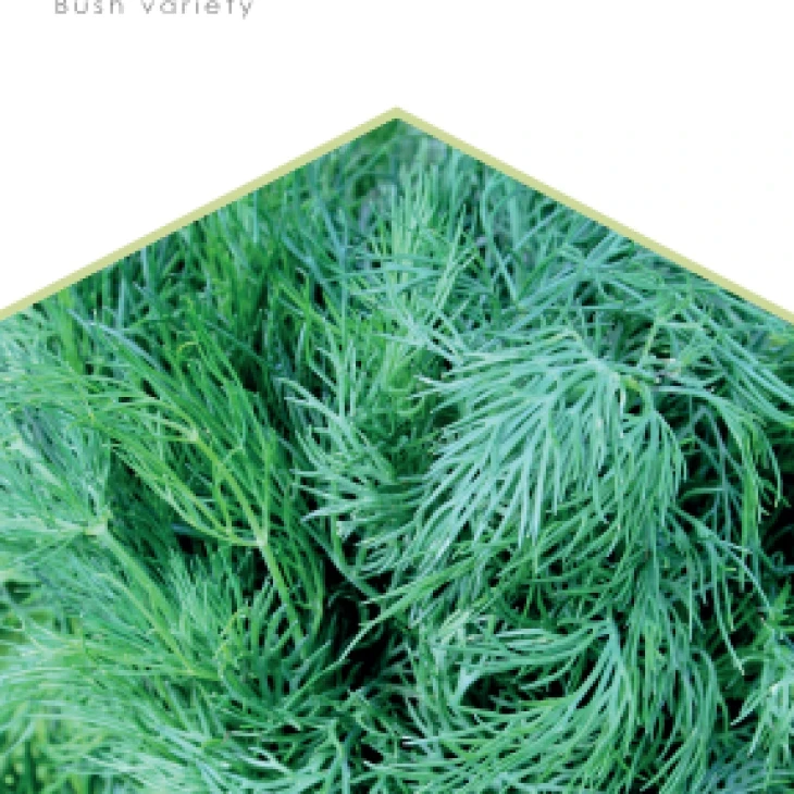 Салют / Saluyt фото 1