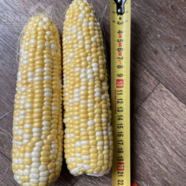 Дефендер F1 / Defender F1,74 дні фото 3