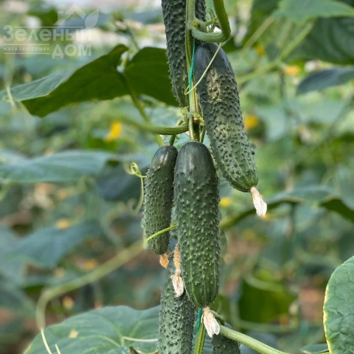 Баде F1 / Bade F1 фото 3