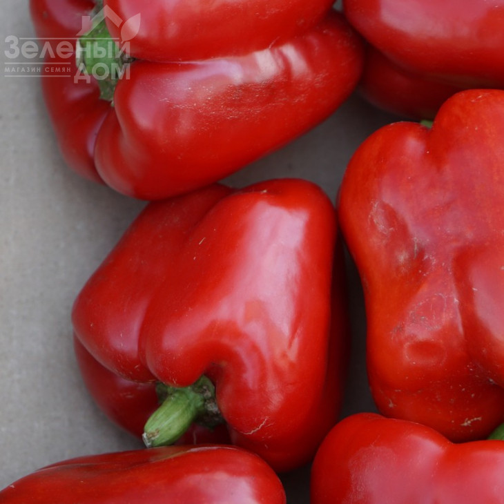 Геркулес F1 / Hercules F1,75 днів фото 3