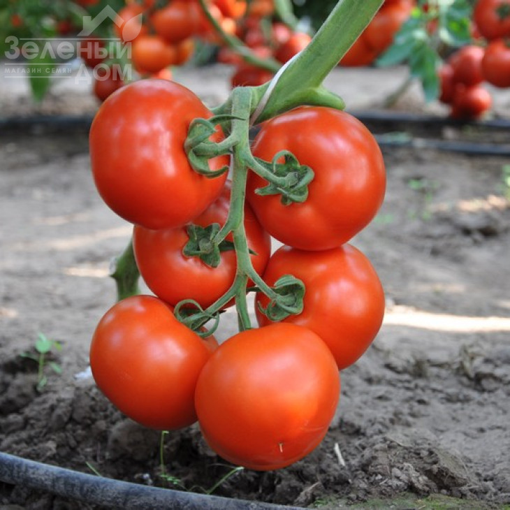 Беллавіза F1 / Belavisa F1,90-95 днів фото 1