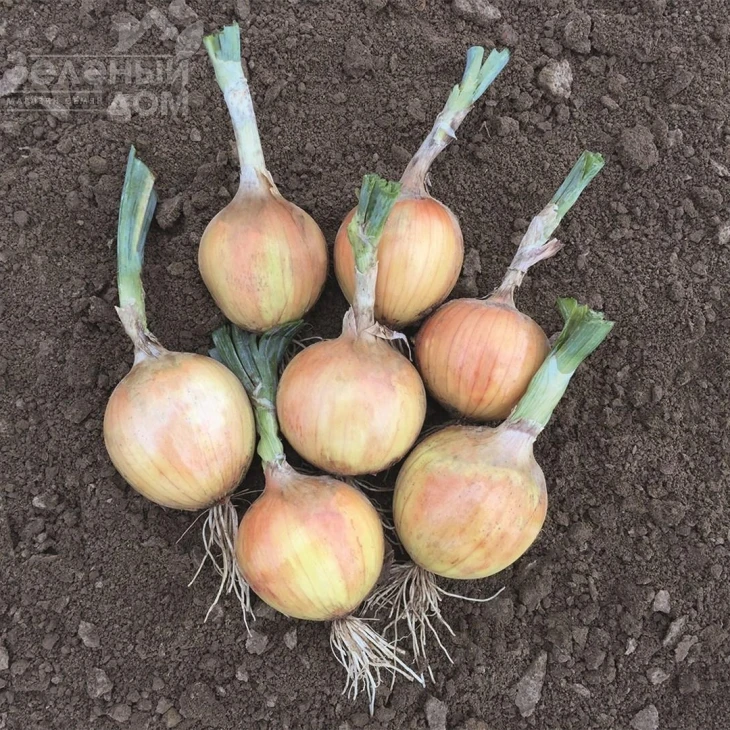 Хайсингер F1 / Hysinger F1,120-125 дней фото 1