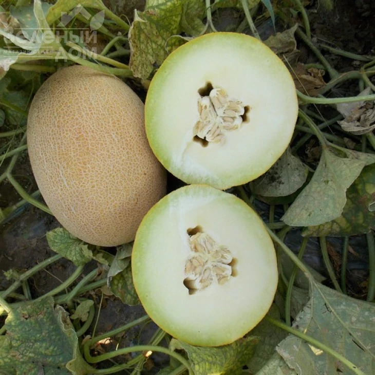 Дакаро F1 / Dakaro F1,50-55 дней фото 2