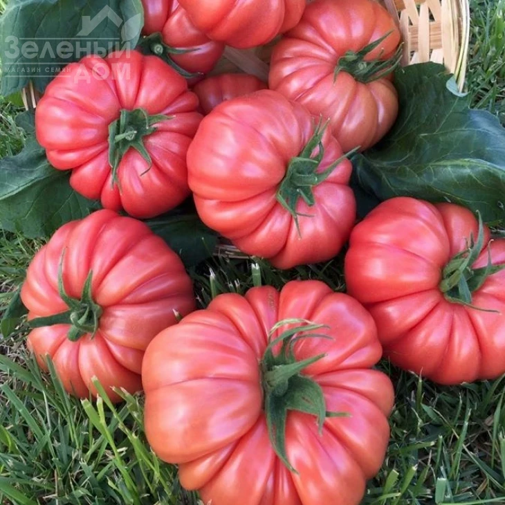 Пинк Кой F1 / Pink Coy F1,105-115 дней фото 1