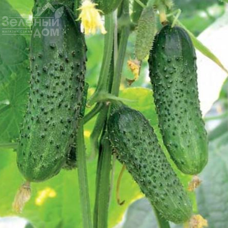 Барвіна F1 / Barvina F1,40-45 днів фото 2