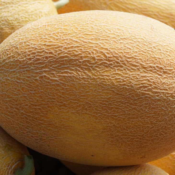 Мазін F1 / Mazin F1,60 днів фото 2