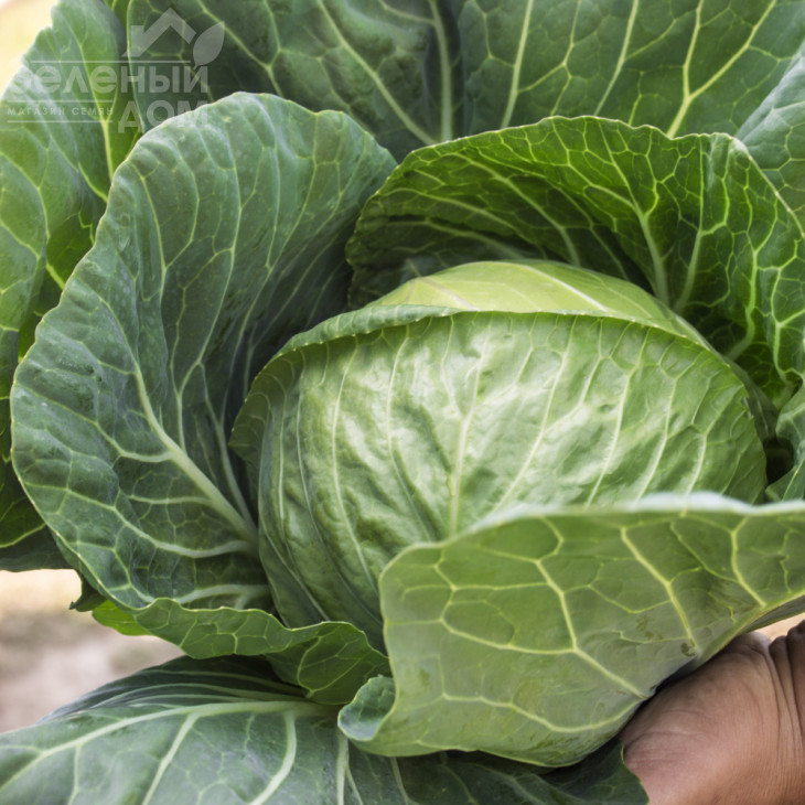 Еліза F1 / Eliza F1,43-48 днів фото 1