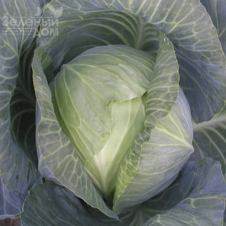 Колия F1 / Kolia F1,115-120 дней фото 1