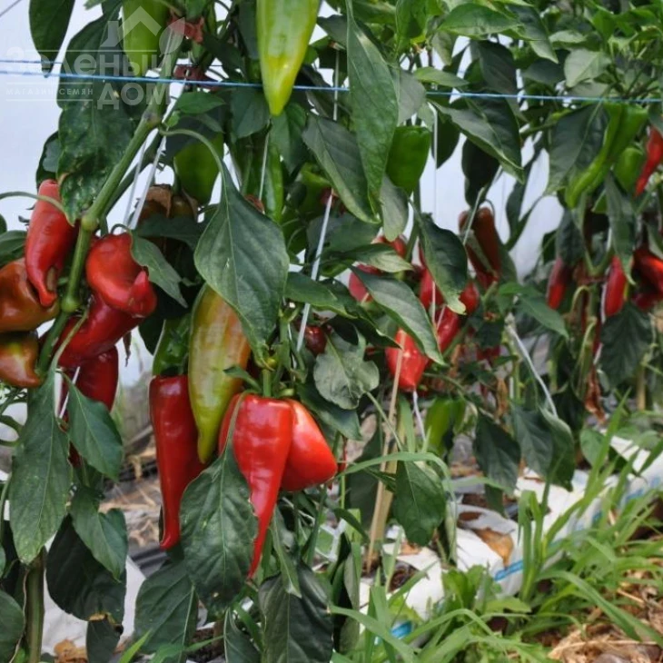 Супер Кап F1 / Super Cаp F1, 60-65 дней фото 2