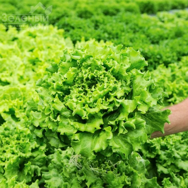 Кайпира / Caipira фото 3