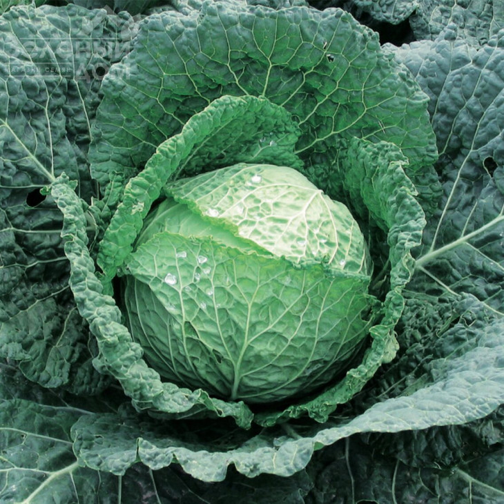 Есторіл F1 / Estoril F1, 65-70 днів фото 1