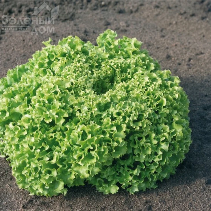 Эстроза / Estrosa фото 1