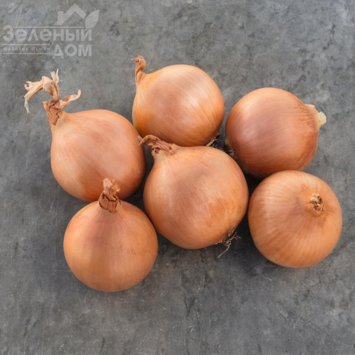 Дайтона F1 / Daytona F1,103-105 днів фото 1