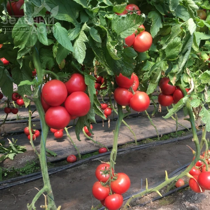 Перугино F1 / Perugino F1 фото 3