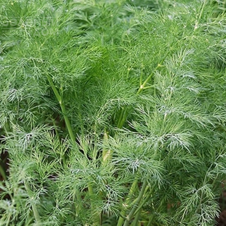 Дилл / Dill фото 2