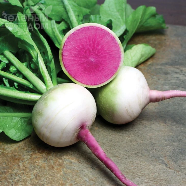 Мисато Роуз Флэш / Misato Rouz Flesh, 55-65 дней фото 2