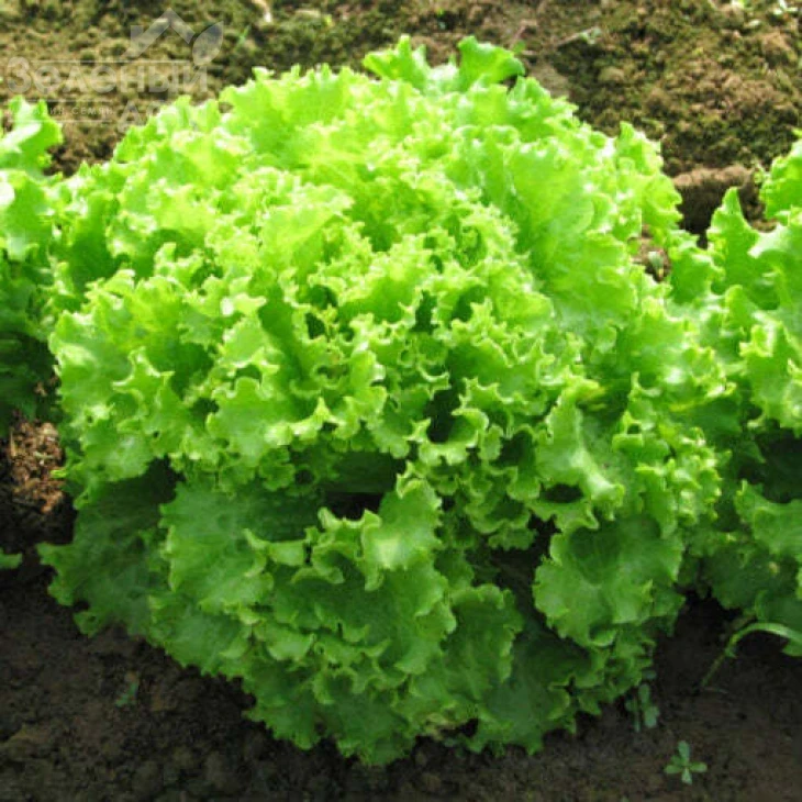 Эллин F1 / Ellin F1 фото 1