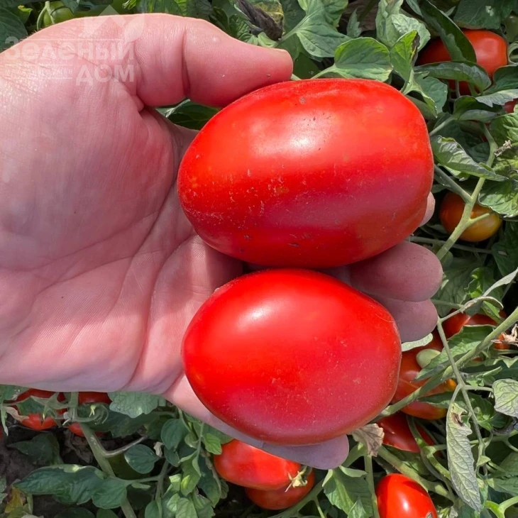 Оливенза F1 / Olivenza F1,120 дней фото 6