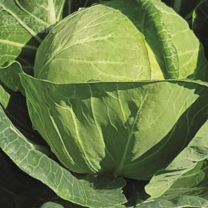 Таліс F1 / Thalys F1,60 днів фото 1