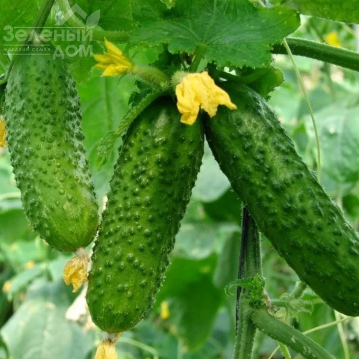 Авенсис F1 / Avensis F1,40-42 дня фото 2