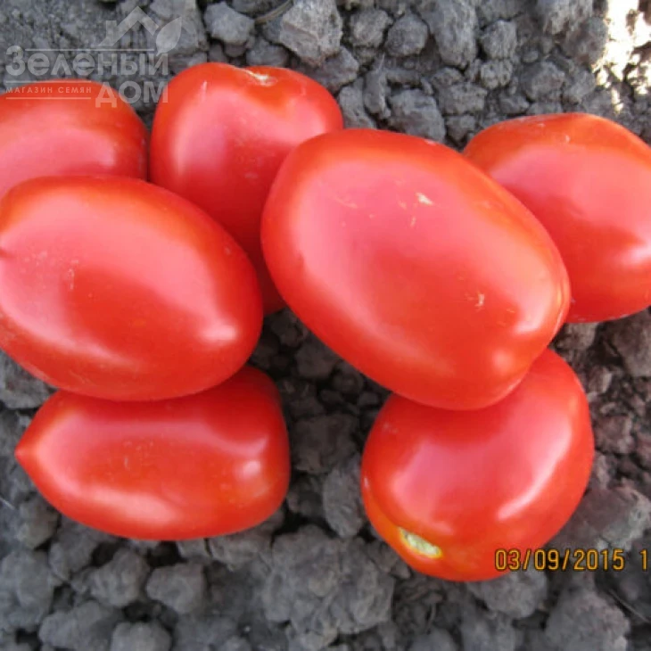 8504 F1 / 8504 F1, 125 дней фото 4