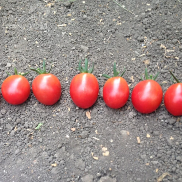 СТ-25 F1 / ST-25 F1,100 дней фото 1