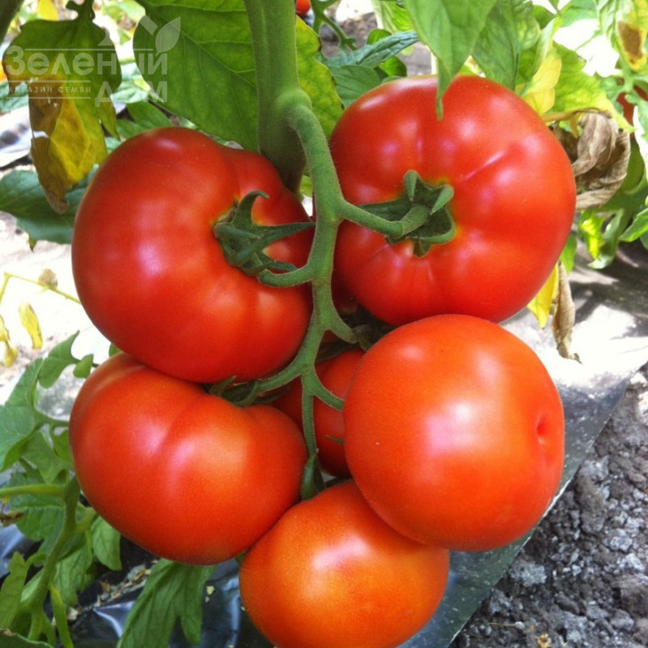 Раллі F1 / Rally F1,100-106 днів фото 1