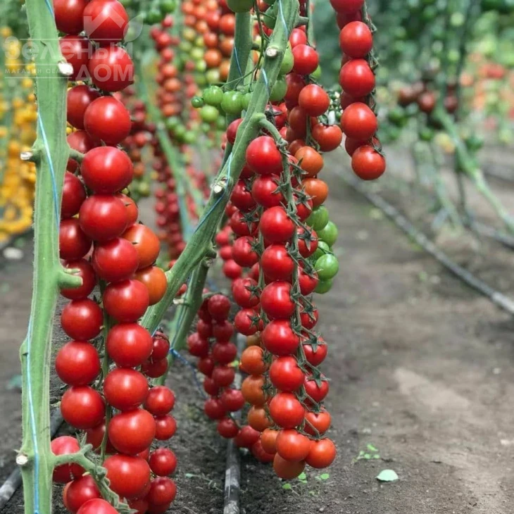 Деличчио F1 / Deliccio F1 фото 1