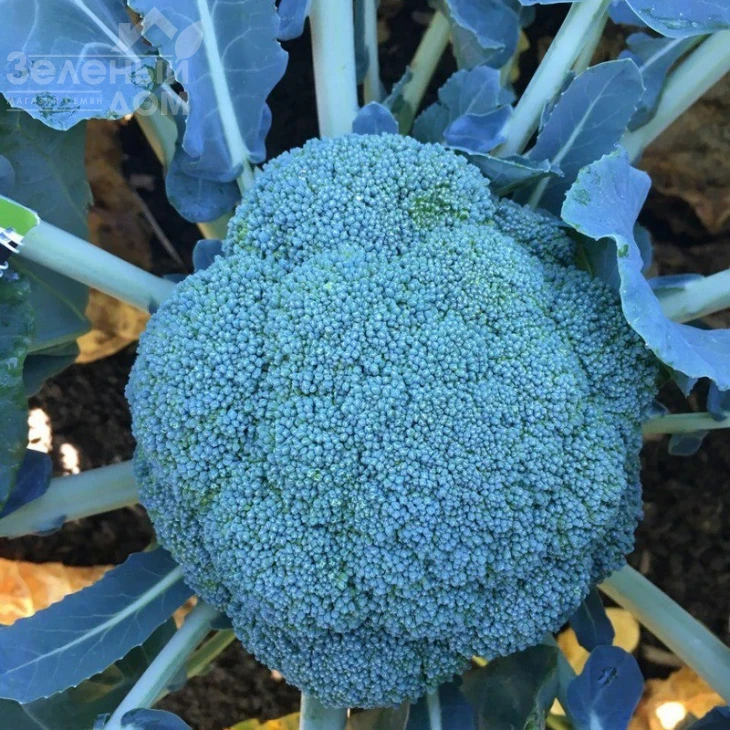 Стирлинг F1 / Styrlynh F1,78-80 дней фото 2