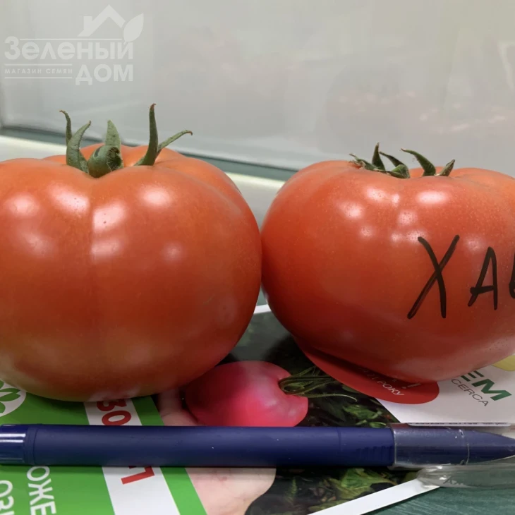 Хает F1 / Haet F1 фото 3