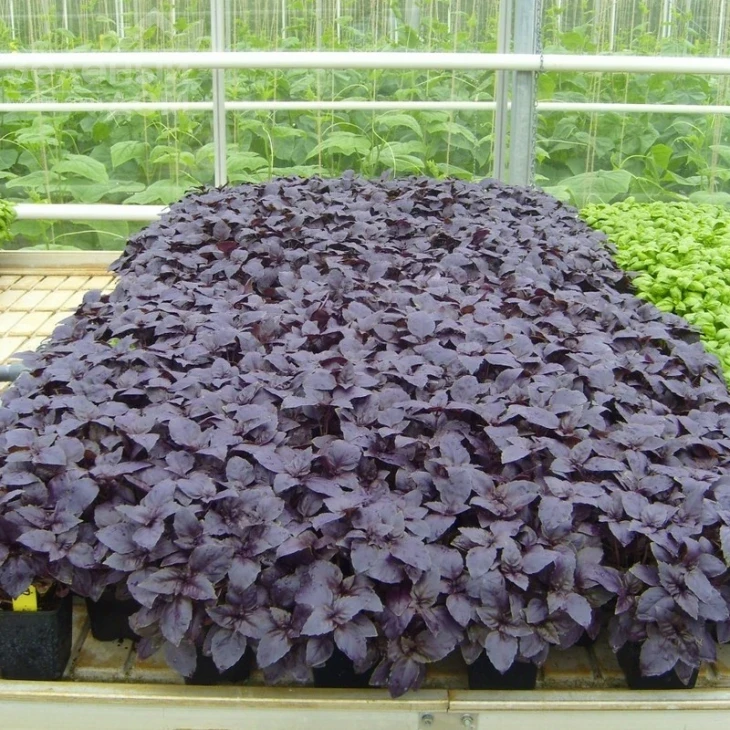 Рози / Rozi фото 2