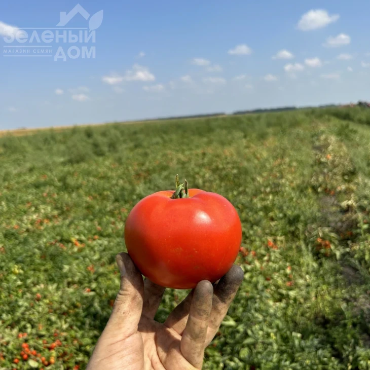 Томатіна F1 / Tomatina F1, 62-67 днів фото 1
