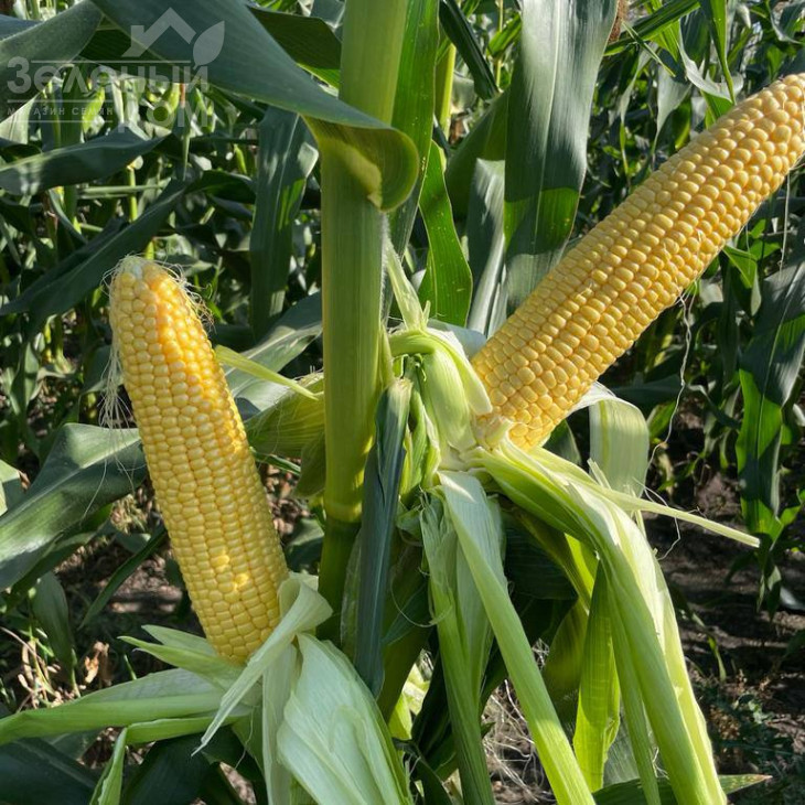 Камук F1 / Kamuk F1, 78 днів фото 1