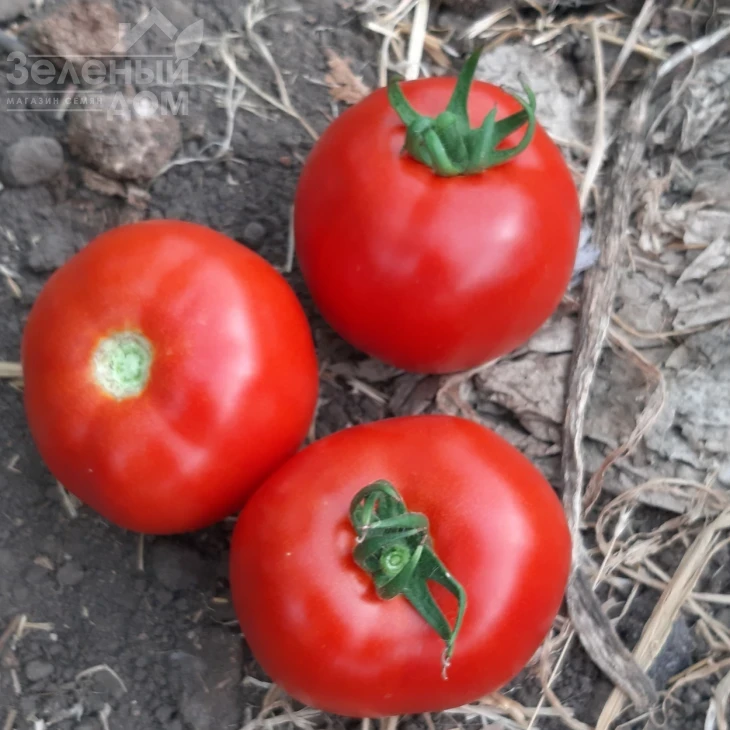 Хастлер F1 / Hastler F1, 65-75 дней фото 2