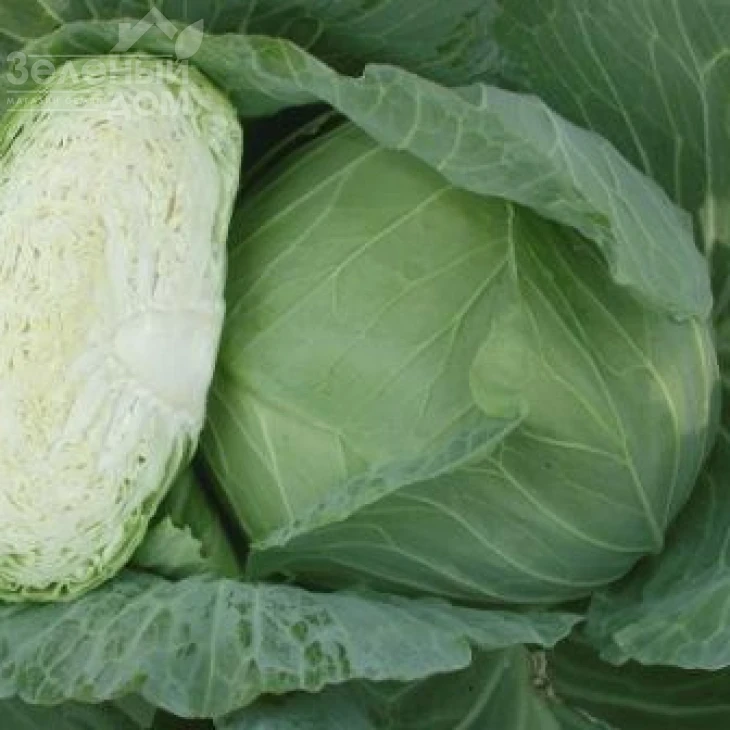 ОТМ Квин F1 / Autumn Queen F1,75-80 дней фото 3