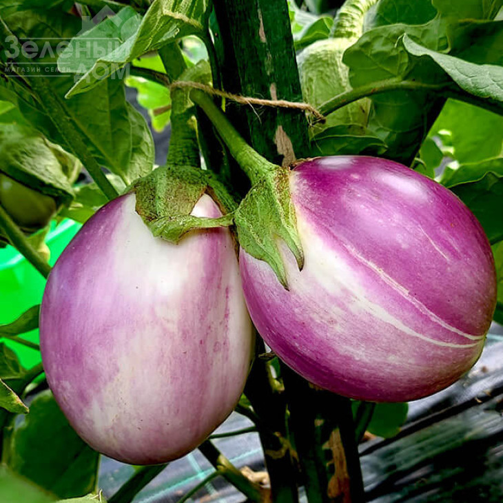 Б'янка Сфумата ді Роса / Bianka Sfumata Di Rosa фото 1